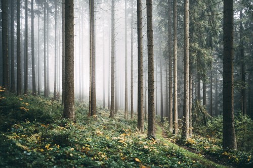 Image green grass and trees in forest during daytime