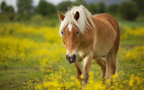 Image brown horse eating yellow flowers