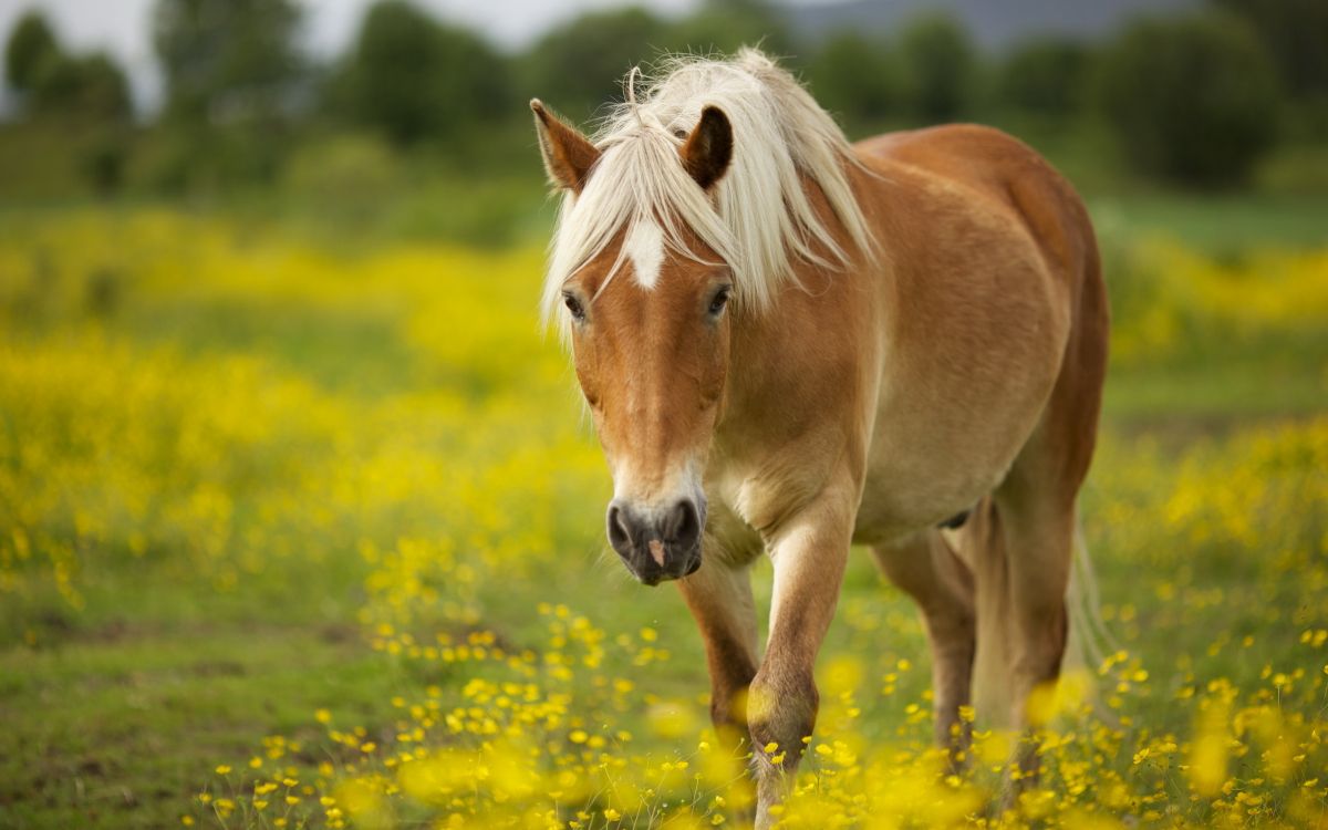 brown horse eating yellow flowers