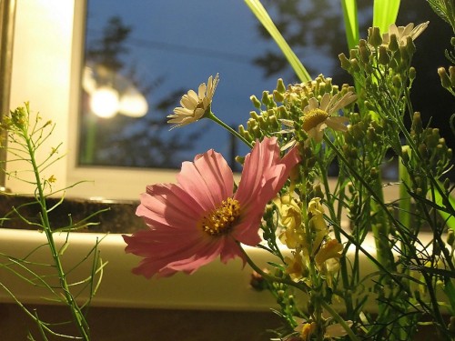 Image pink flower in tilt shift lens