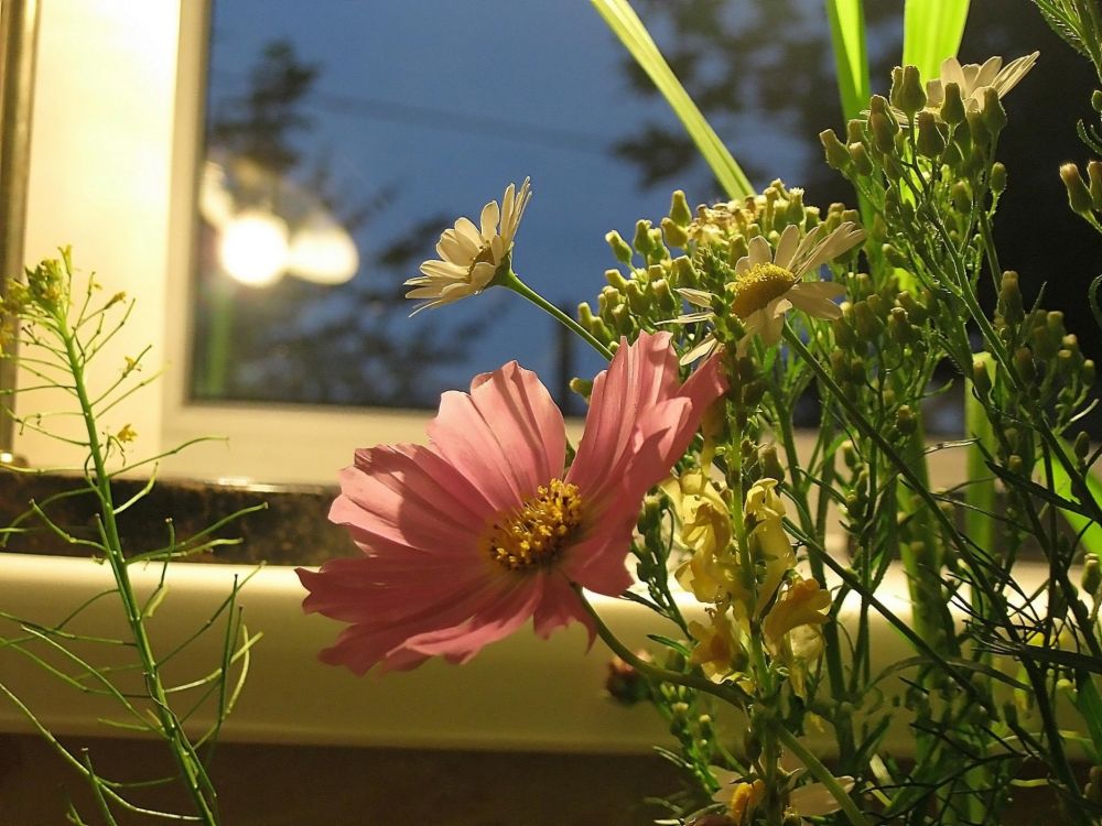 pink flower in tilt shift lens