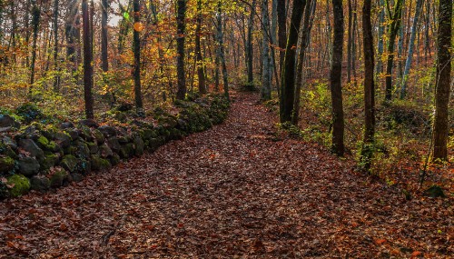 Image brown dried leaves on ground