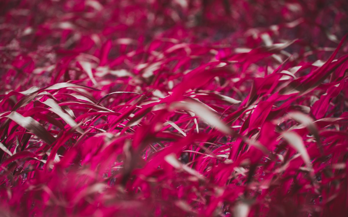 Rojo, Rosa, Magenta, Planta Perenne, Cayendo. Wallpaper in 5709x3563 Resolution