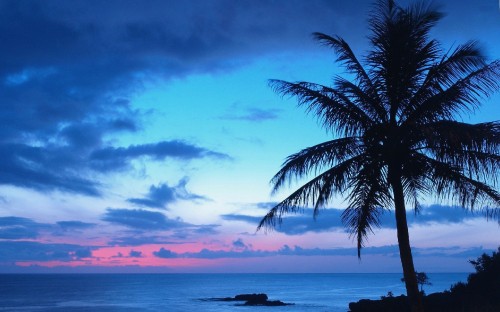 Image palm tree near body of water during sunset