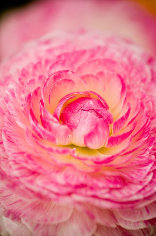 Image pink and yellow flower in macro photography