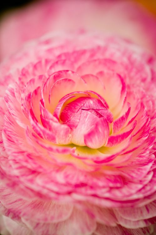 pink and yellow flower in macro photography