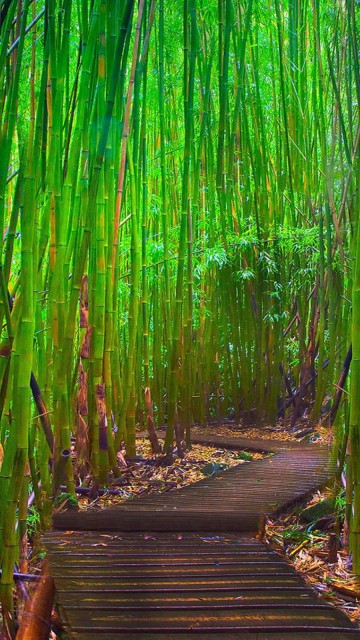 Image brown wooden pathway in between bamboo trees