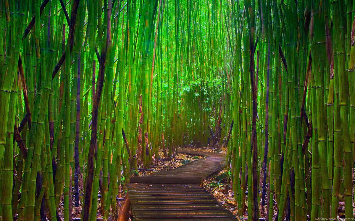 Sentier en Bois Brun Entre Les Bambous. Wallpaper in 2560x1600 Resolution