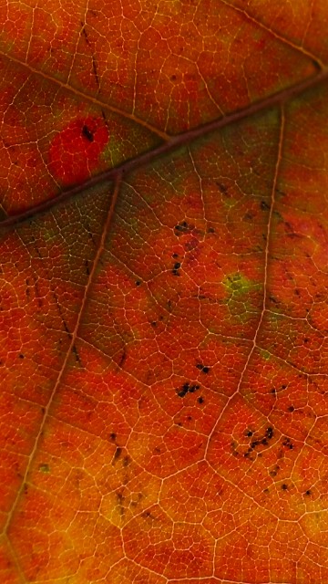 Image leaf, red, orange, tree, yellow