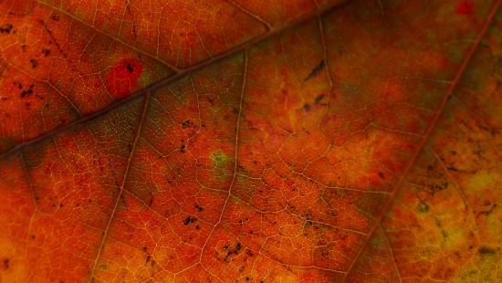 Image leaf, red, orange, tree, yellow