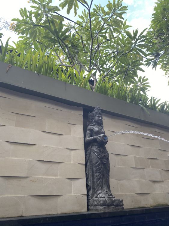 Mur, Palmier, Biologie, Sciences, Nature. Wallpaper in 1536x2048 Resolution