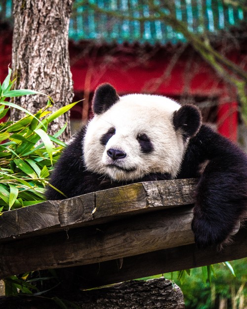 Image white and black panda on brown wooden tree