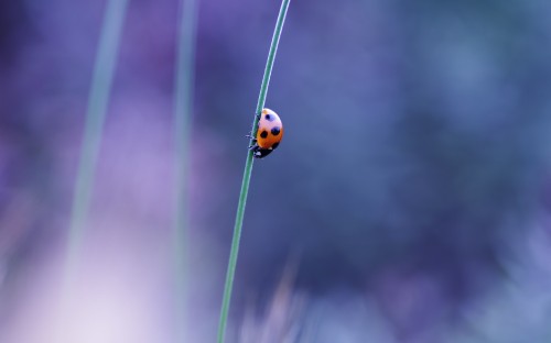 Image red ladybug on green grass in close up photography