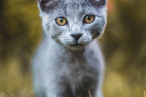 Image russian blue cat in close up photography