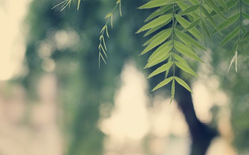 Image green leaf plant during daytime