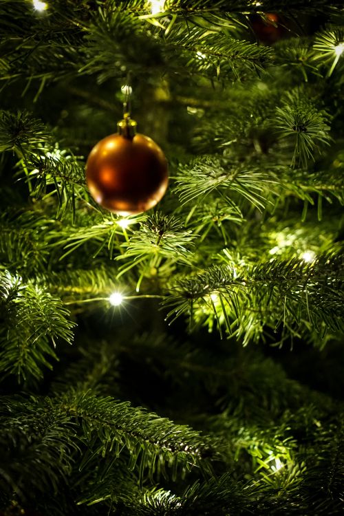 新的一年, 圣诞节那天, 圣诞节的装饰品, 圣诞装饰, 圣诞树 壁纸 4000x6000 允许