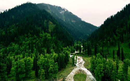 Image green trees on mountain during daytime