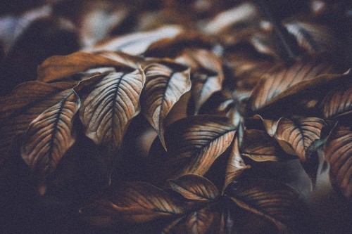 Image brown leaves in close up photography