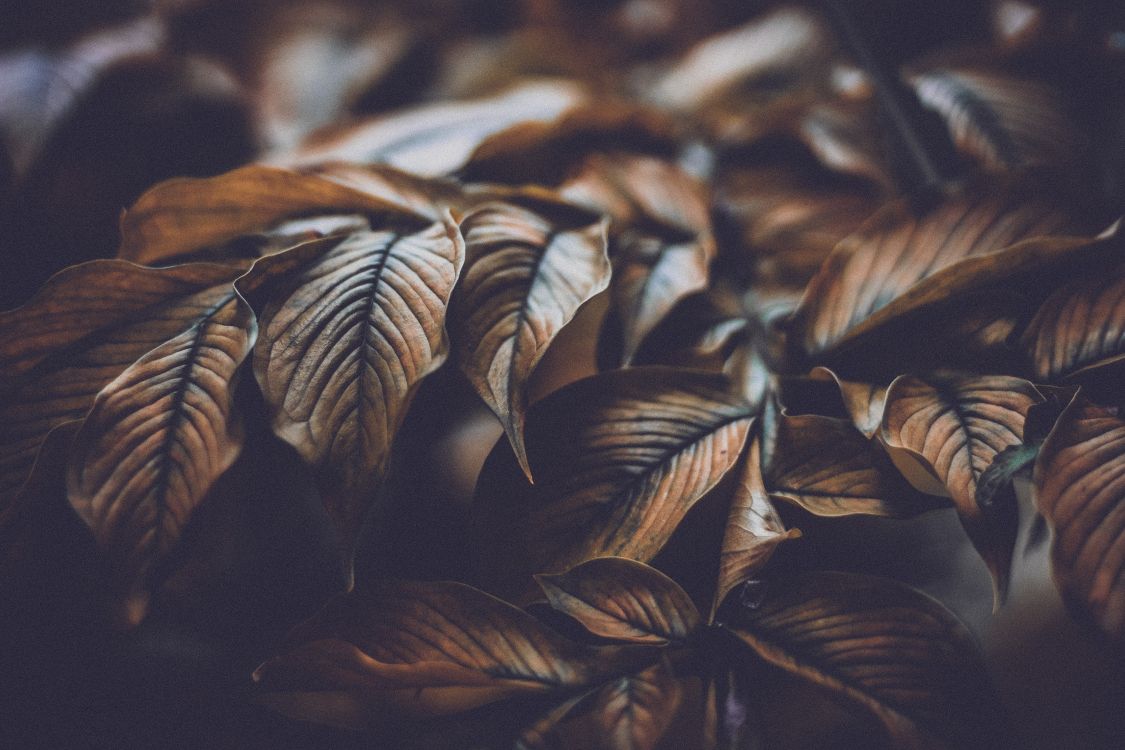 brown leaves in close up photography