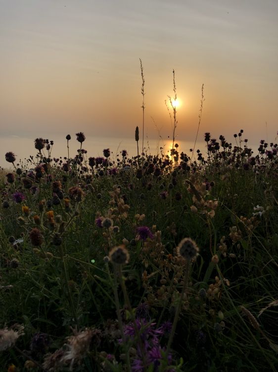 vegetation, natural environment, plant community, natural landscape, sunset