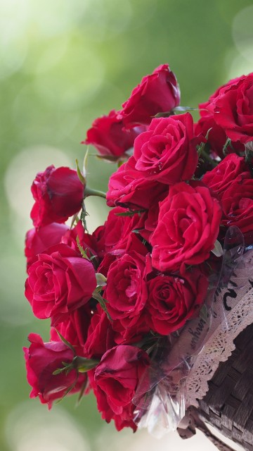 Image garden roses, flower, rose, plant, hand