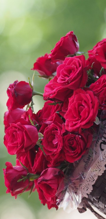 Image garden roses, flower, rose, plant, hand