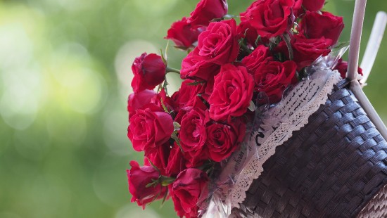 Image garden roses, flower, rose, plant, hand