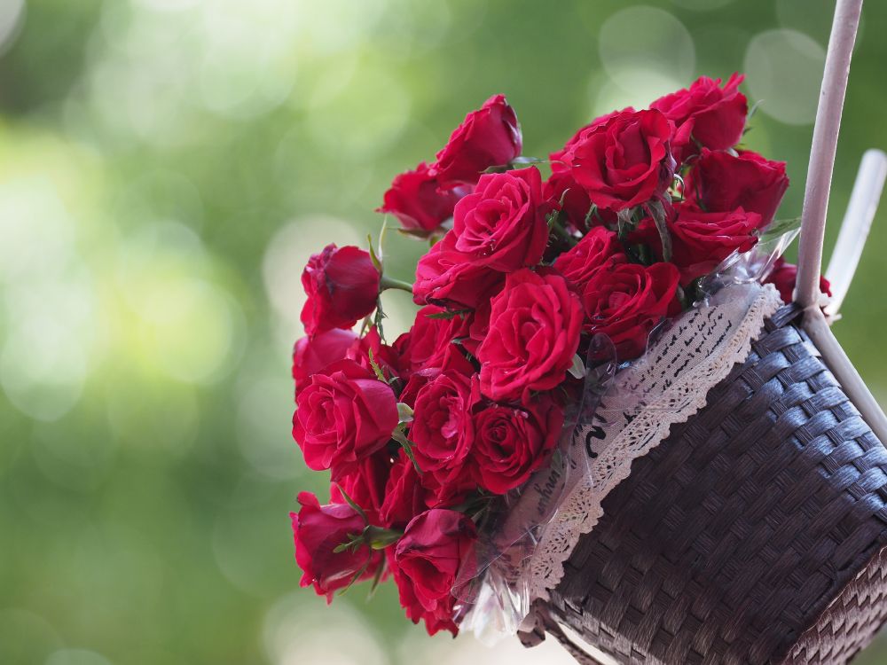 玫瑰花园, 手, 混合茶玫瑰, 粉红色, 花安排 壁纸 4608x3456 允许