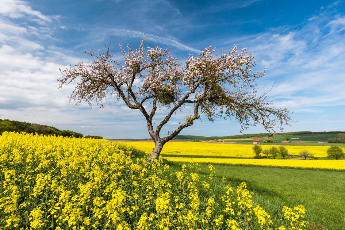 Colza, Ecorregión, La Gente en la Naturaleza, Paisaje Natural, Entorno Natural. Wallpaper in 5120x3413 Resolution