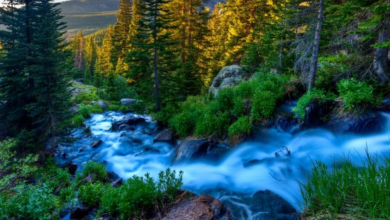 Image green trees beside river during daytime