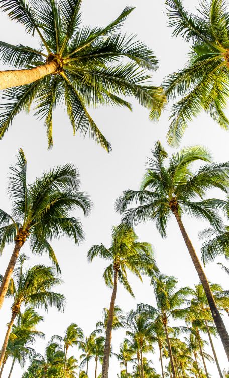 Palm Trees, Tree, Elaeis, Coconut, Vegetation. Wallpaper in 2589x4255 Resolution