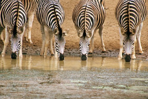 Image zebra walking on mud during daytime