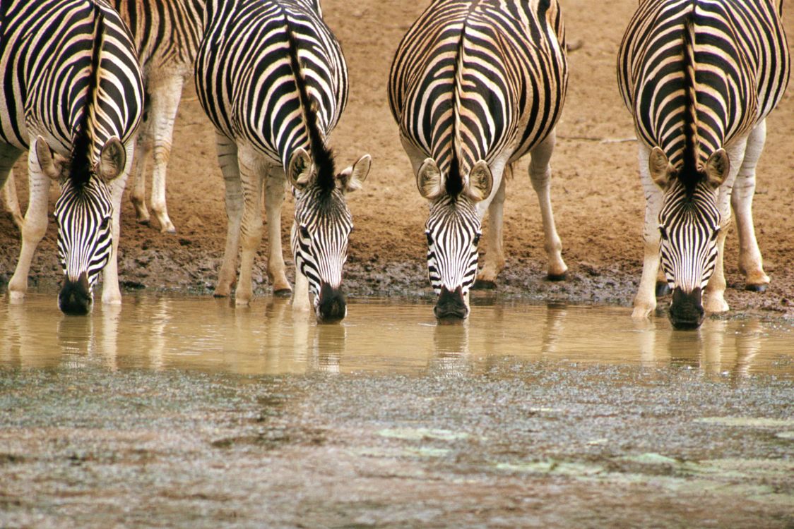 zebra walking on mud during daytime