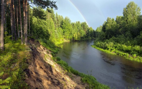 Image green trees beside river during daytime