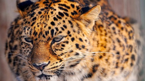 Image brown and black leopard in close up photography