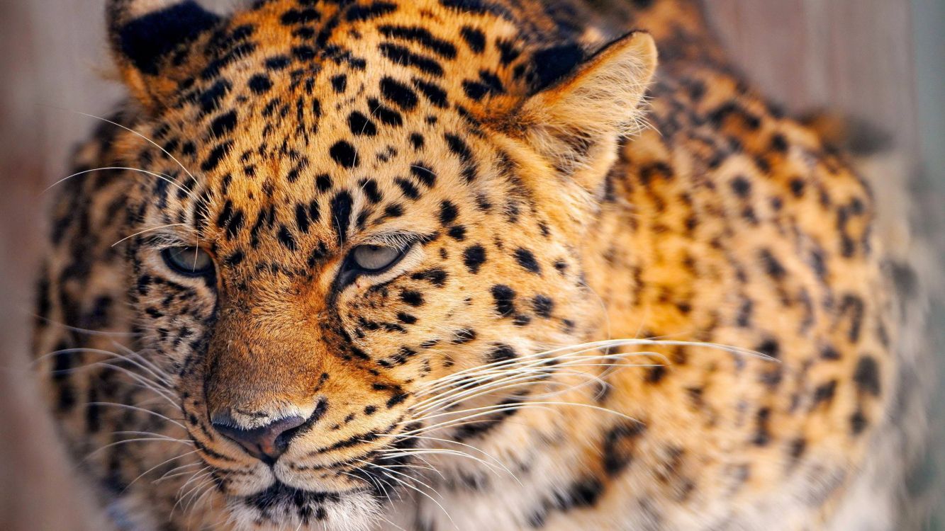 brown and black leopard in close up photography