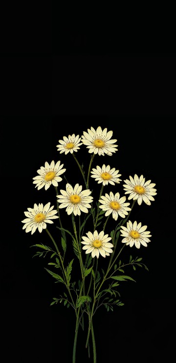 Image flower, chrysanthemum, oxeye daisy, aster, jordana bryant