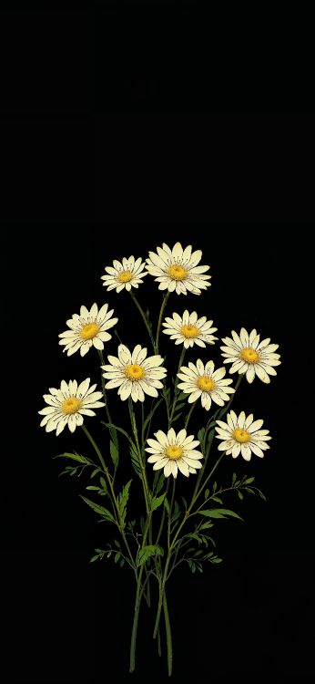 flower, chrysanthemum, oxeye daisy, aster, jordana bryant