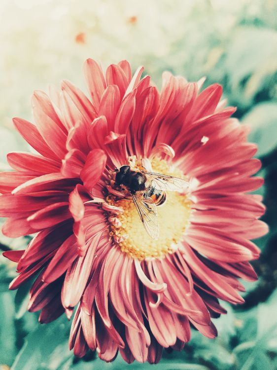 Flower, Petal, Plant, Pink, Honeybee. Wallpaper in 3024x4032 Resolution