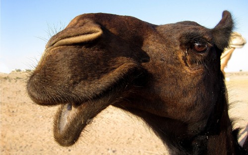 Image brown camel on brown sand during daytime