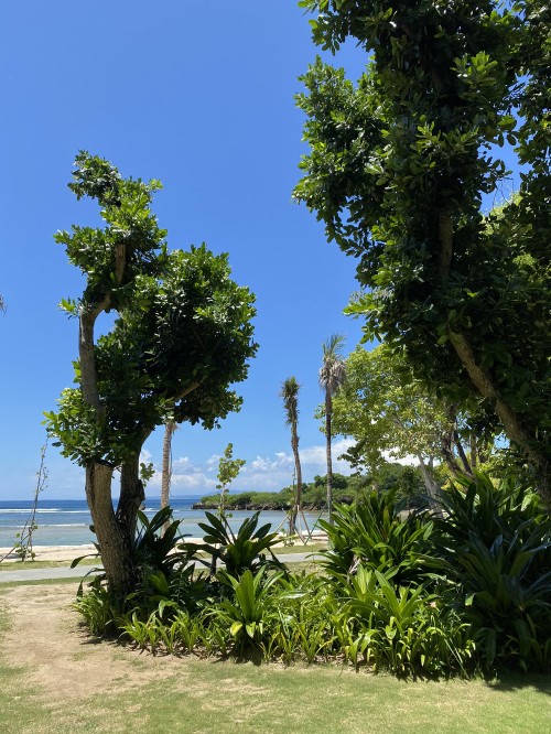 Image vegetation, palm trees, botanical garden, leaf, majorelle blue