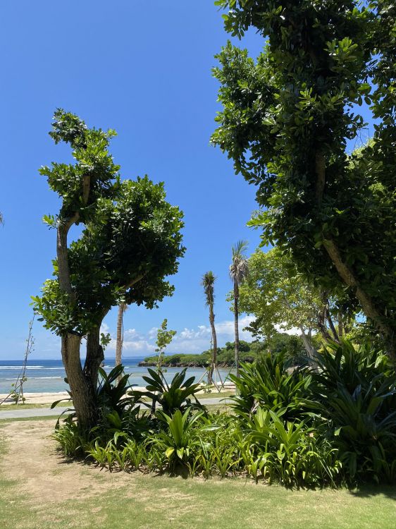 vegetation, palm trees, botanical garden, leaf, majorelle blue