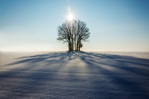 Image leafless tree on the field during daytime