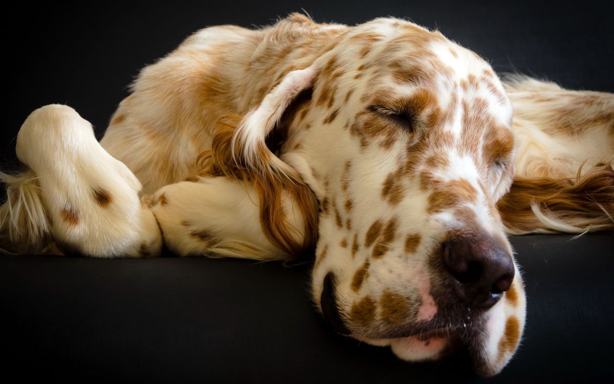 Braun-weißer Langhaariger Hund. Wallpaper in 2560x1600 Resolution