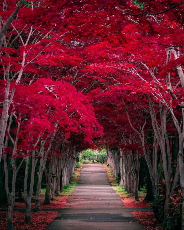 Naturaleza, Viaje, Luz, la Botánica, Sucursal. Wallpaper in 1080x1344 Resolution