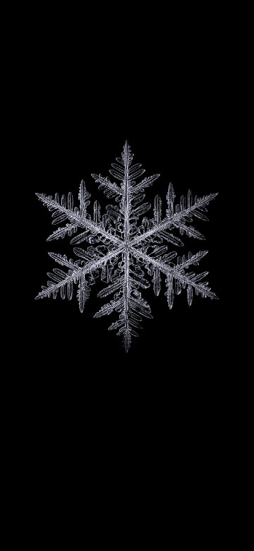 Image black and white, plant, terrestrial plant, twig, evergreen
