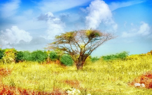 Image leafless tree on brown grass field under blue sky during daytime