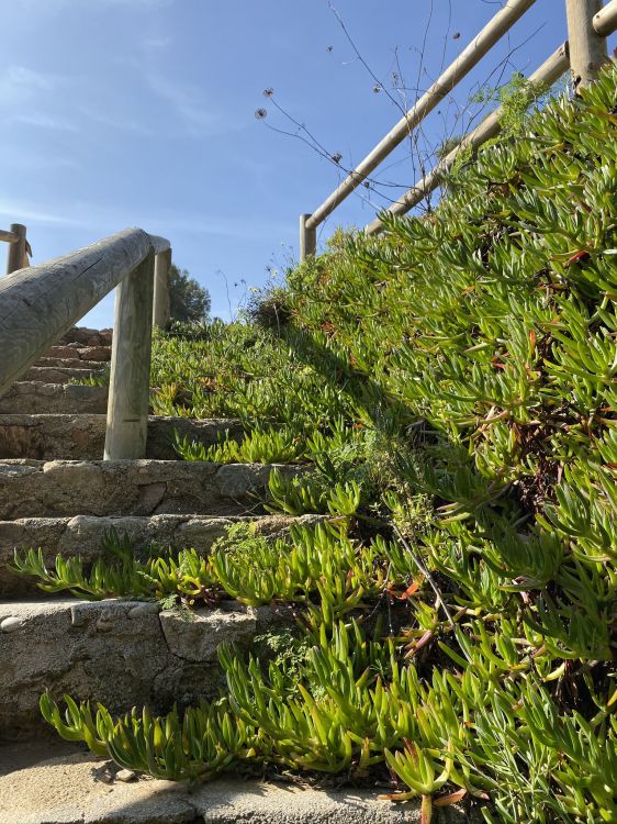 Vegetation, Staude. Wallpaper in 1536x2048 Resolution