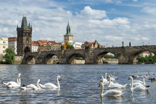 Image flock of swans on water near bridge