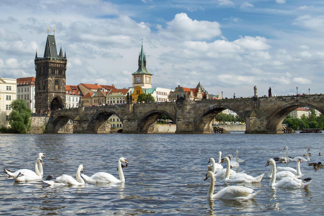 flock of swans on water near bridge